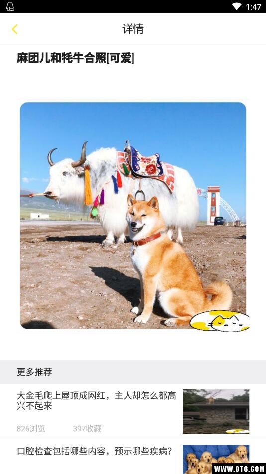 训狗养狗助手