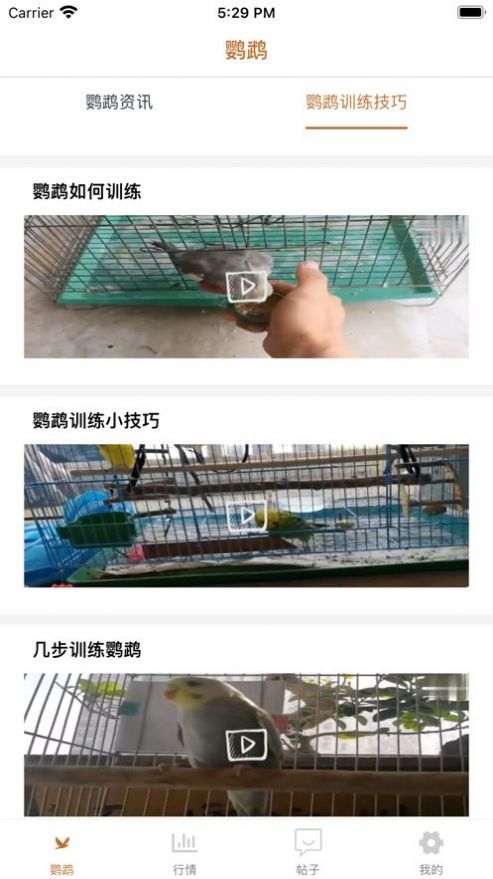 清萌鹦鹉安卓app安装 1.1